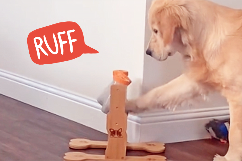 This Golden Retriever Is So Done With His Slow Feeder and It’s Both Relatable and Hilarious