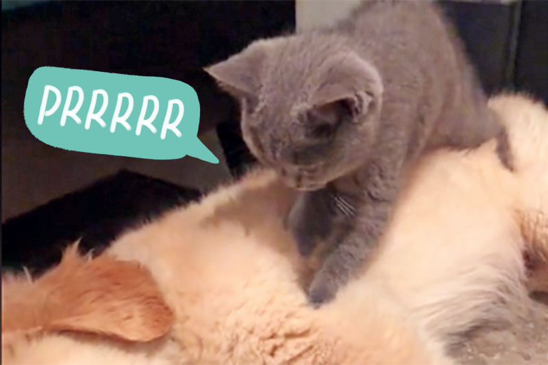 Watching This Cat Massage His Golden Retriever Brother Will Make You Instantly Relaxed