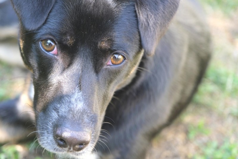 Passerby, Team of Saviors Rescues Mama Dog and 3 Puppies Who Were Dumped in Creek