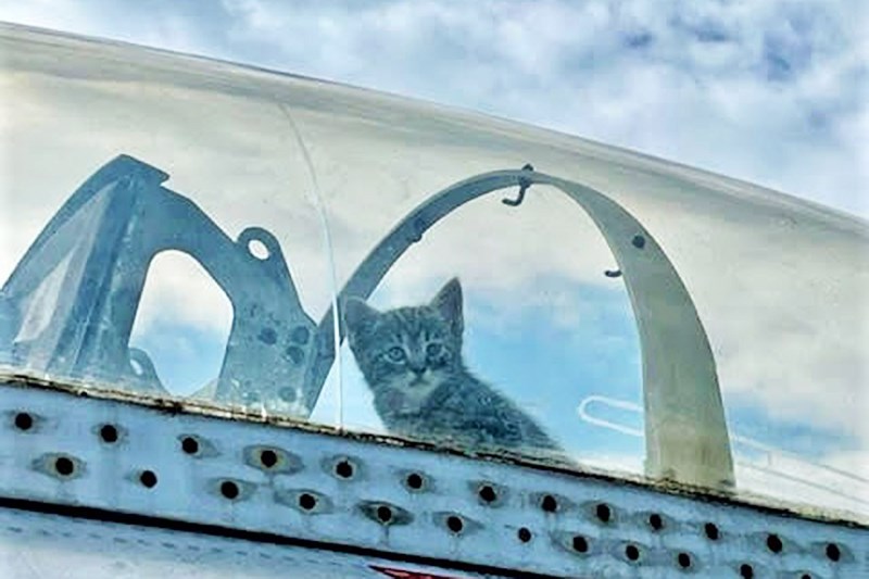 Kittens Discovered in Old Fighter Jet at North Carolina Aviation Museum Could Be Adopted Soon