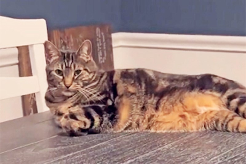 This Cat’s Apparent Hatred for the End of Daylight Saving Time Is Too Relatable in Viral Video