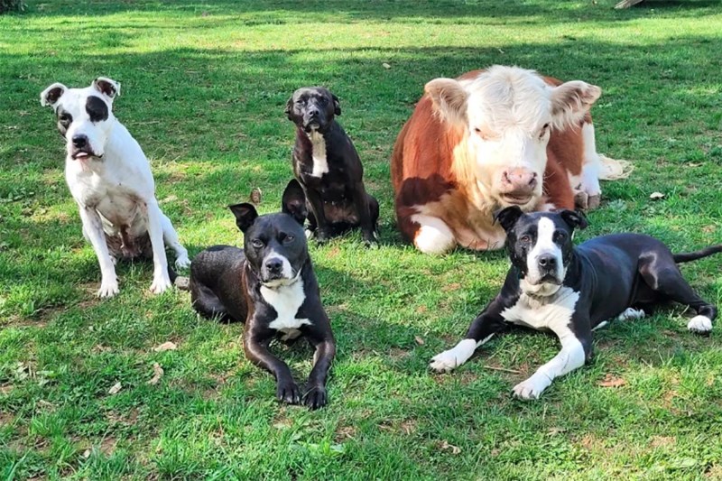 How Haru the Cutest Cow Became Best Buds With His Pack of Loving Dogs