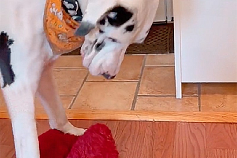 Watch This Extremely Large Great Dane Get Comfortable in a Dog Bed That’s Way, Way Too Small