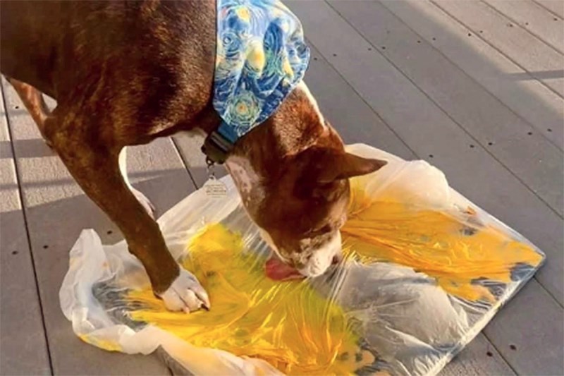 Van Gogh, the Amazing Painting Pup, Won’t Let Anything Get Him Down