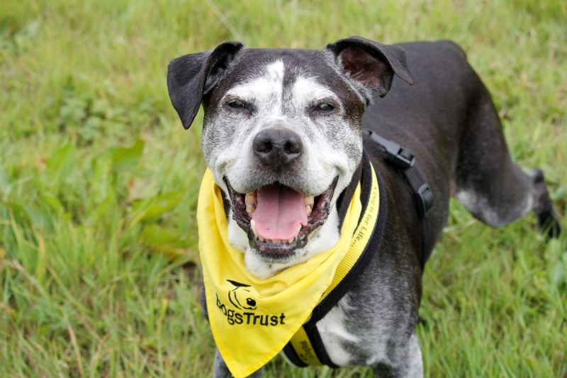 Ty, the Oldest Dog in His Rescue’s History, Finds Loving Forever Home at Age 22