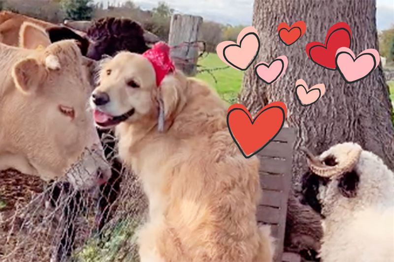 Watch Boris the Charming Cow-kissing Golden and Feel Some Warmth in Your Heart