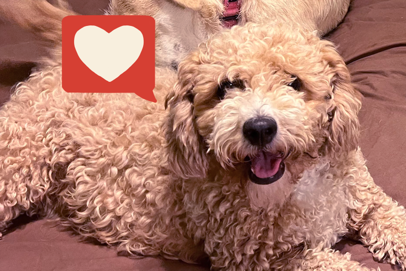 After Being Rescued From a Filthy Puppy Mill, Lolly the Poodle Mix Is Helping Dogs Recover From Fear, Trauma