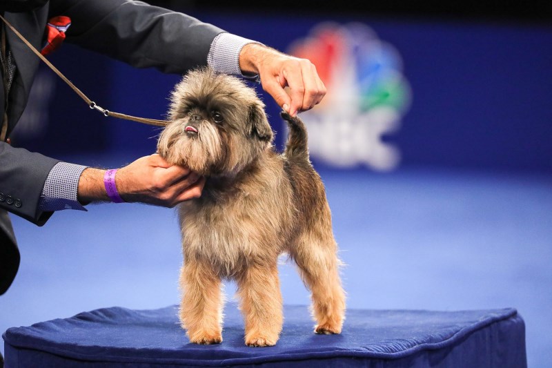 Welcome to the Internet’s Most Accurate Dog Show Name Generator (Kind Of)