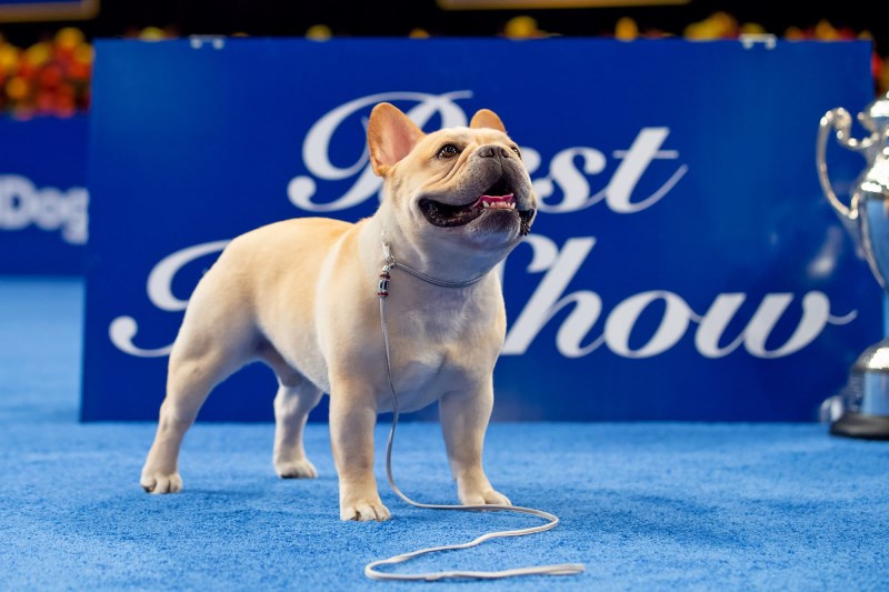 National Dog Show 2022: Winston the Top-ranked French Bulldog Wins Best in Show