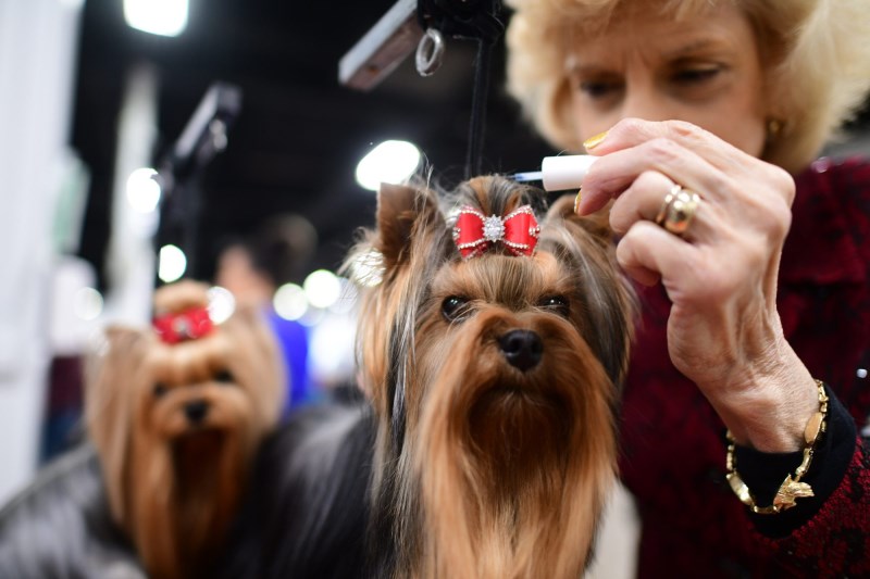 The 9 Best Dog Names at the 2022 National Dog Show Feature Rock Stars and Condiments