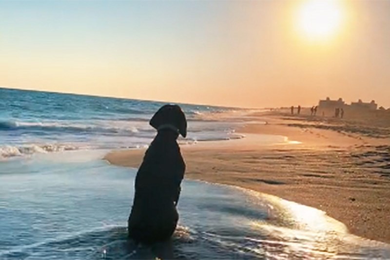 Watch This Dog Enjoy a Beachside Sunrise and Become Instantly Soothed