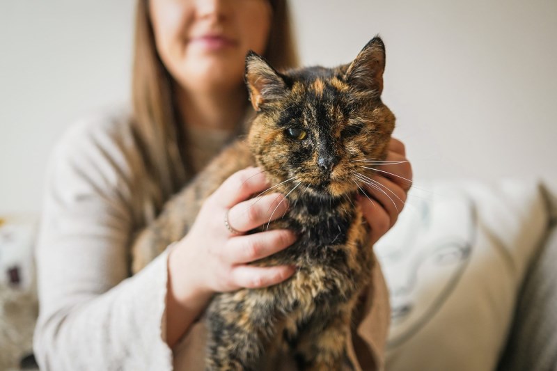 The World’s Oldest Living Cat Would Be Almost 125 Years Old in Human Years