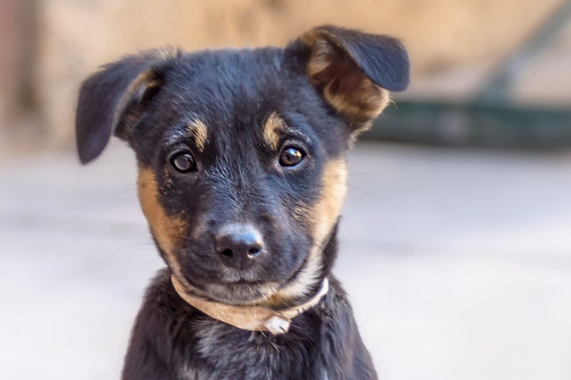 This Rescue Pup Could Soon Have a New Paw Thanks to a High School Engineering Class