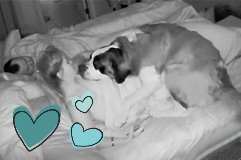 Watch This Mom and Sweet Saint Bernard’s Secret Mission To Sneak Into the Human Bed