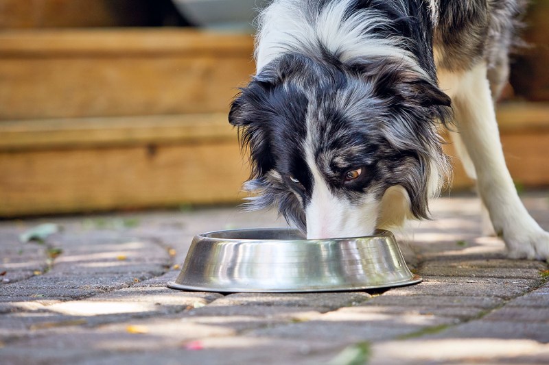 Whoops: Purina’s Mislabeling Triggers Limited Recall of Prescribed Wet Dog Food