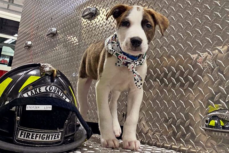 Firefighters Adopt the Rescue Puppies They Saved From a Wisconsin Plane Crash