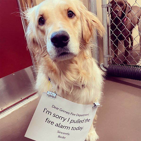 Birdie the Golden Retriever Gets So Excited for Daycare That She Pulls the Fire Alarm