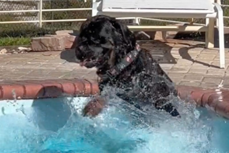 Watch This Cute Rottweiler Leap Into a Pool and Have the Time of His Life