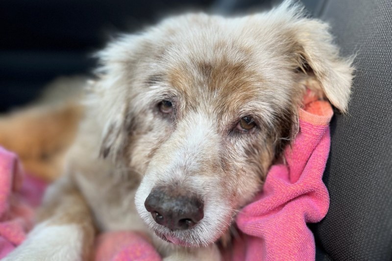 Elderly Dog Found Over 1,000 Miles From Home Reunites With Family 7 Years After Going Missing