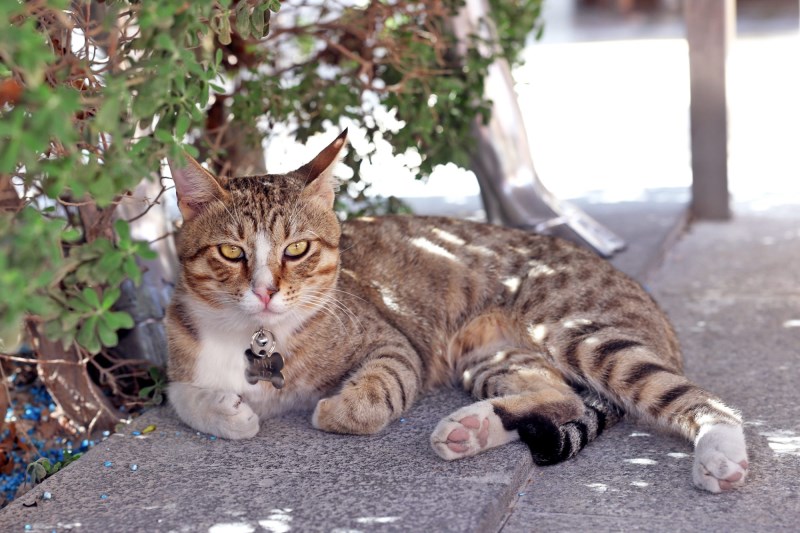 Meet Dave, the Cat the English National Soccer Team Adopted at the World Cup