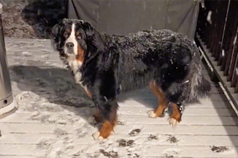 Watch This Berner Hilariously, Continuously Refuse To Come Inside From Her Snowy Paradise