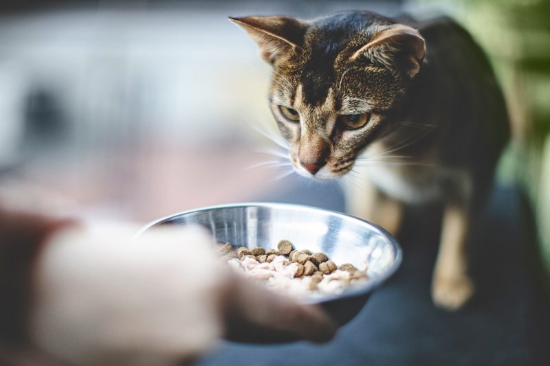 Cat Food Sold in Texas Recalled Because of Potential Salmonella Risk