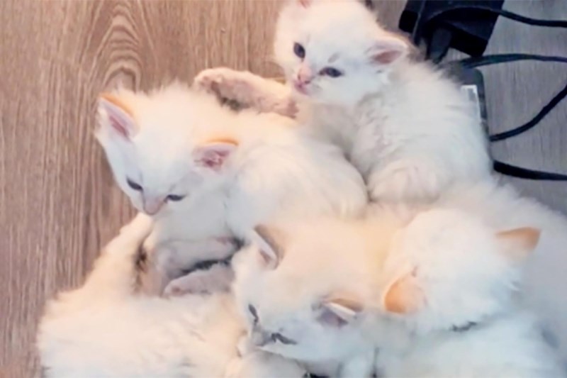 Watch These Kittens Prove the Best Place To Nap Is a Laptop