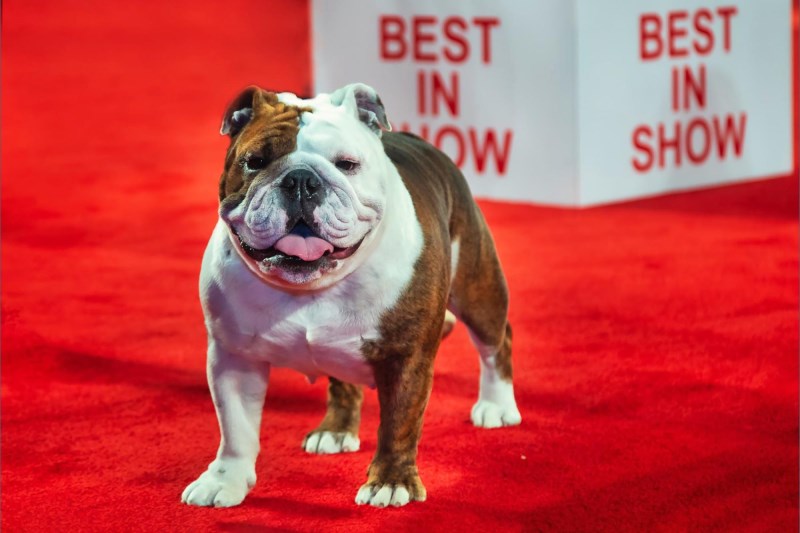 Star the Bulldog Wins Best in Show at the 2022 AKC National Championship