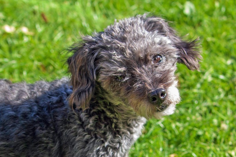 Hero Dog Roger Helps Rescue Neighbor Who Was Stuck in His Car Overnight