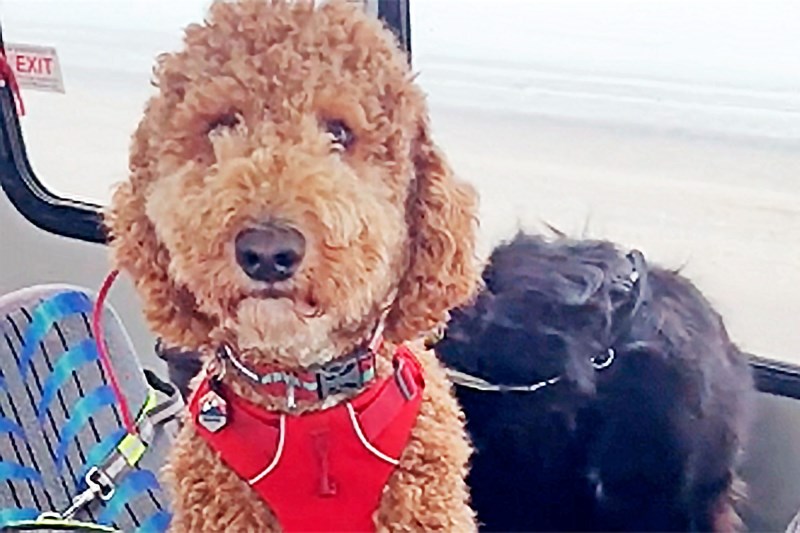 I Could Watch These Lovely Dogs Get on the Puppy Bus All Day