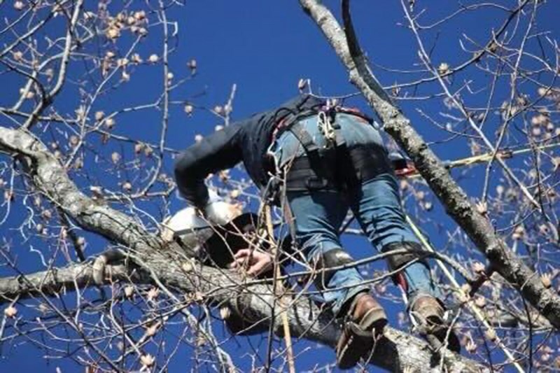 How a Rescuer Saved a Cat Who Spent Days Stuck 80 Feet Up a Tree (He Had Some Tuna)