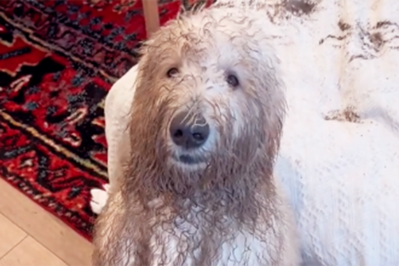 Attorney For Goldendoodle Who—Allegedly—Dirtied His Family’s Couch Speaks Out