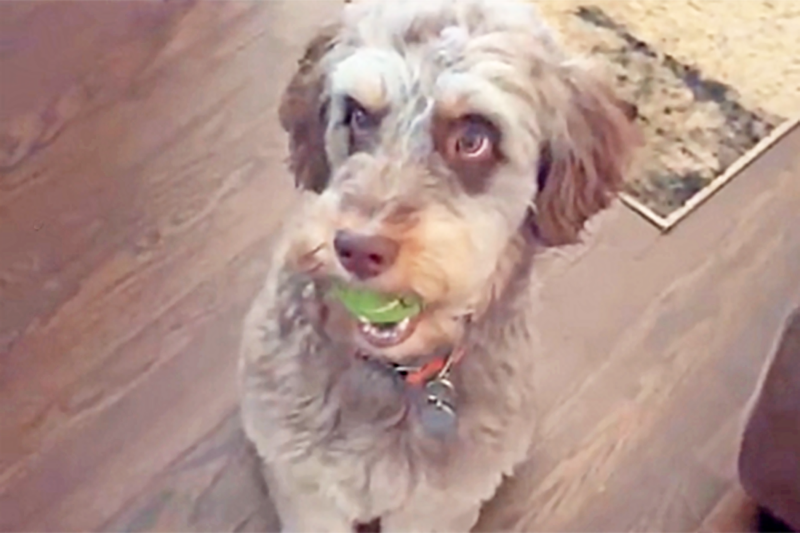 Watch This Aussiedoodle Hilariously Decide Between Dropping His Ball or Eating His Gotcha Day Treat