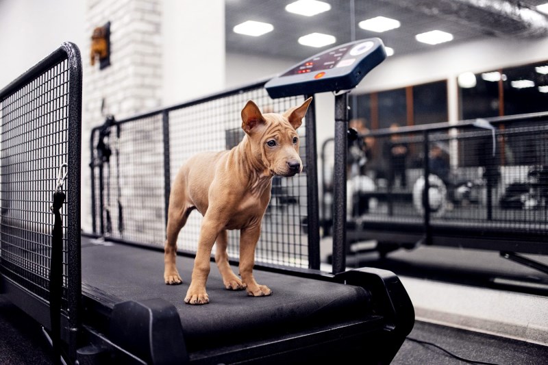 These 9 Pets Using Treadmills Are All Of Us Trying to Stick to Our New Year’s Resolutions