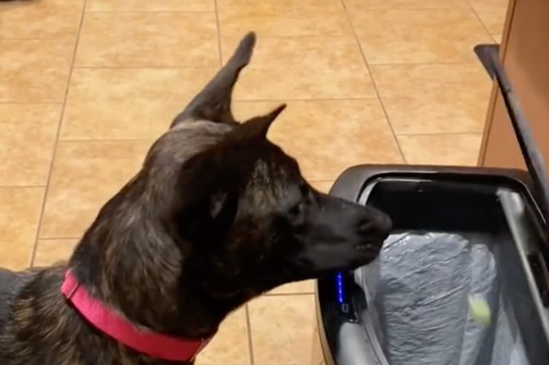 Watch This Smart Pup Put Celery Exactly Where It Belongs (the Trash Can)