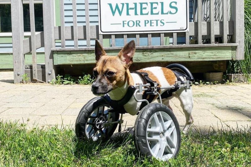 Joey the 2-Legged Pup Went From Unadopted to Starring in the 2023 Puppy Bowl