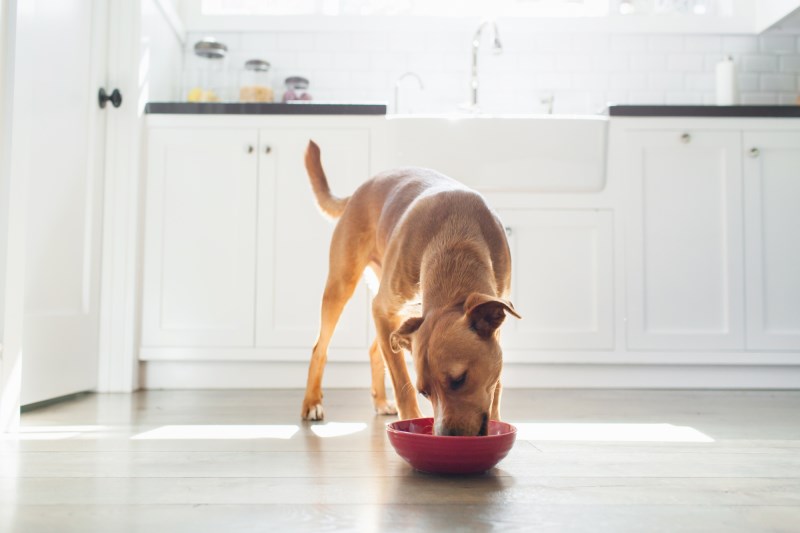 Purina Expands Prescription Dog Food Recall Because of Potential Vitamin D Toxicity