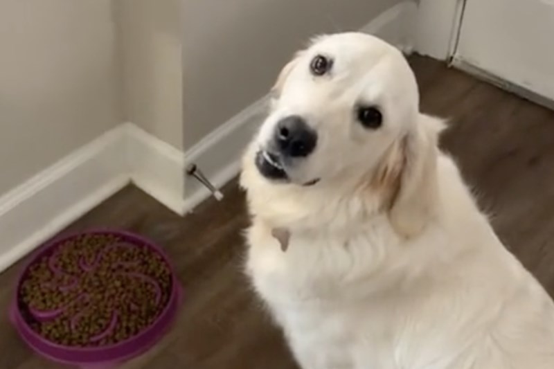 Watch This Good Girl Patiently Wait To Eat While Confused Dog Sitters Try To Figure Out Her Release Word