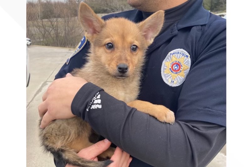 Dog or Coyote? Toast the Rescue Pup’s Identity Remains a Mystery—But Not For Much Longer