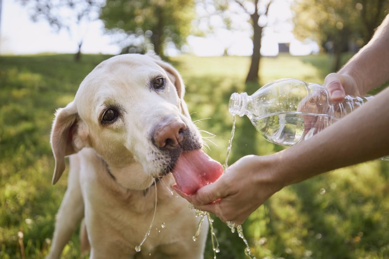 The Bindle Water Bottle Recall Affects Our Pups, Too