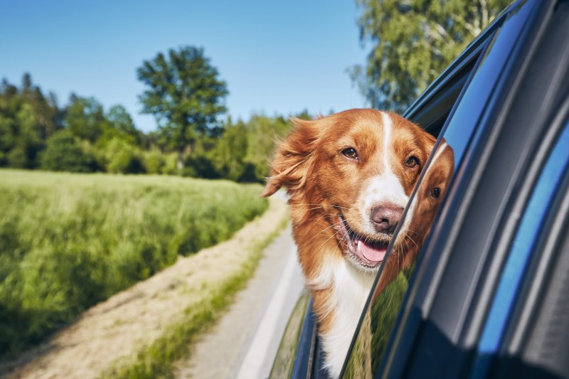 A Florida Bill Would’ve Banned Dogs From Hanging Their Heads Out Car Windows. It’s Actually Not a Bad Idea