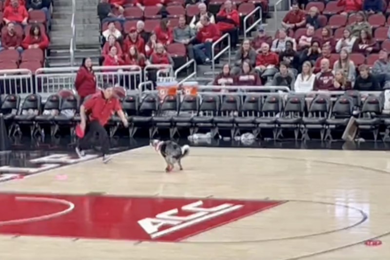 Watch This Frisbee Dog Finish Their Halftime Routine By Pooping on the Basketball Court