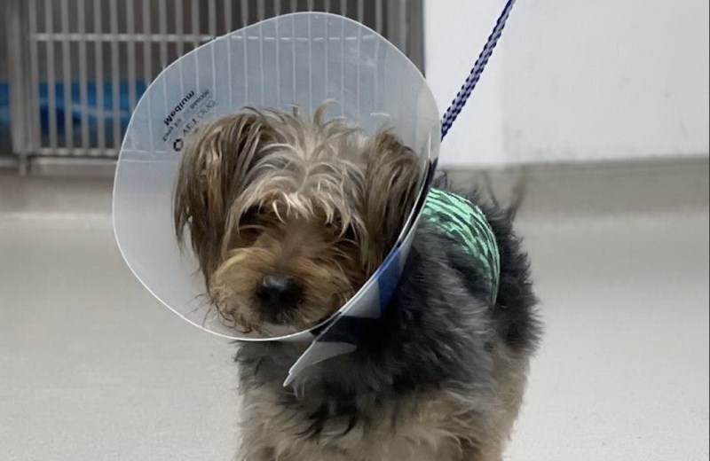 How a Fast-Acting Gel Medication Saved a Morkie Who Was Gravely Stabbed