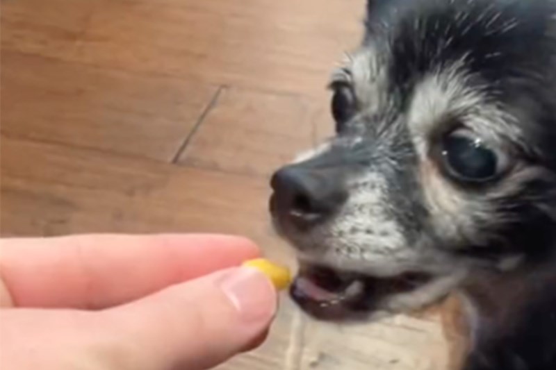 The Story of ‘Cheese Tax,’ the Ultra-Relatable Dog Song on TikTok That’s Permanently Stuck in My Head