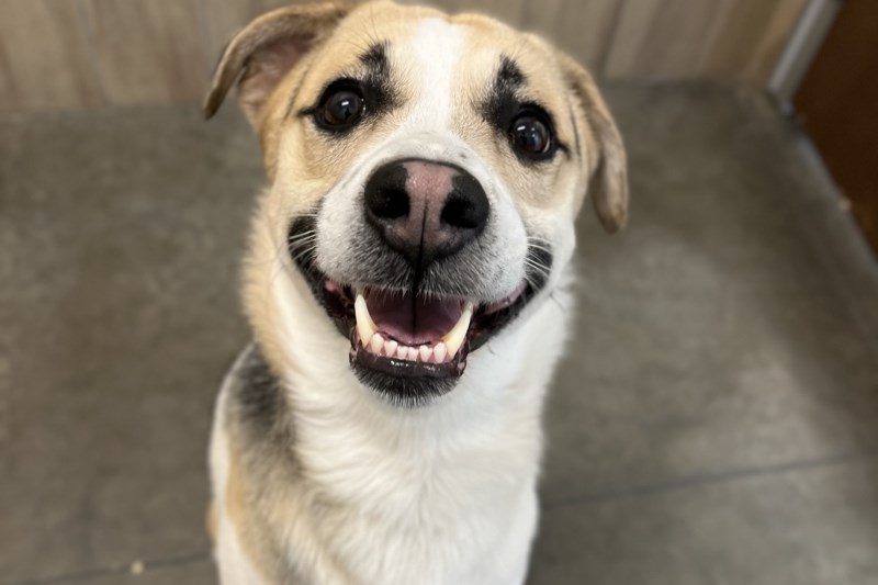 Watch This Dog Sweetly Reunite With His Owner After He Was Abandoned in a Burger King Parking Lot