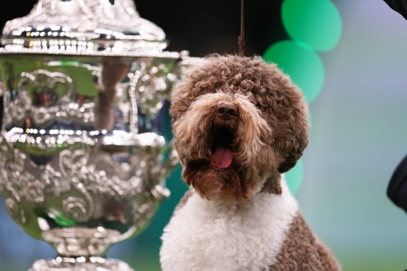 Crufts 2023: Lagotto Romagnolo Named Orca Wins Best in Show