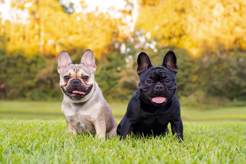 The French Bulldog Is America’s Most Popular Dog Breed, Dethroning the Labrador Retriever After 31 Years