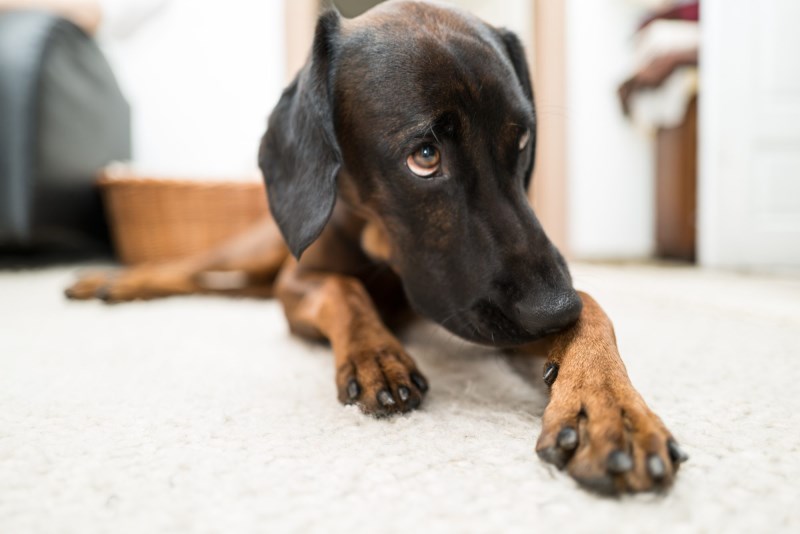 This TikTok Is Every Dog Owner’s WFH Nightmare: Your Pup Violently Barfing During an Important Presentation