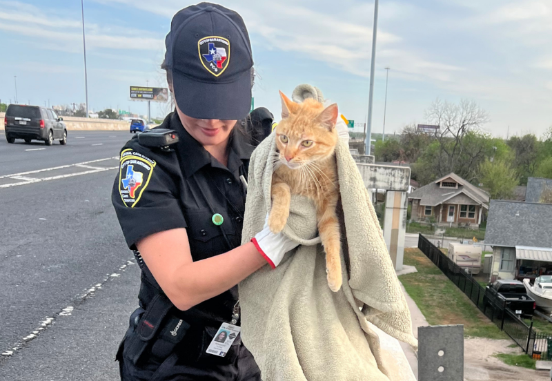 Texas Officers Rescue Cat Found Lounging Atop a Busy Interstate Overpass