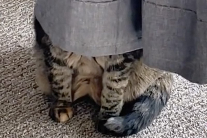 This Cat’s Hilarious ‘New Favorite Spot’ Will Have You Slightly Confused